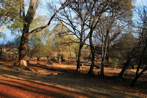  The Late Afternoon: Eine Ode an die Schatten der Vergangenheit